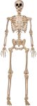 JOYIN 5 FT Halloween Skeleton Life Size, Stayable