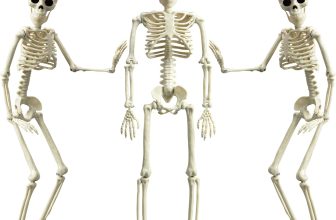 XONOR 16” Posable Halloween Skeleton- Full Body